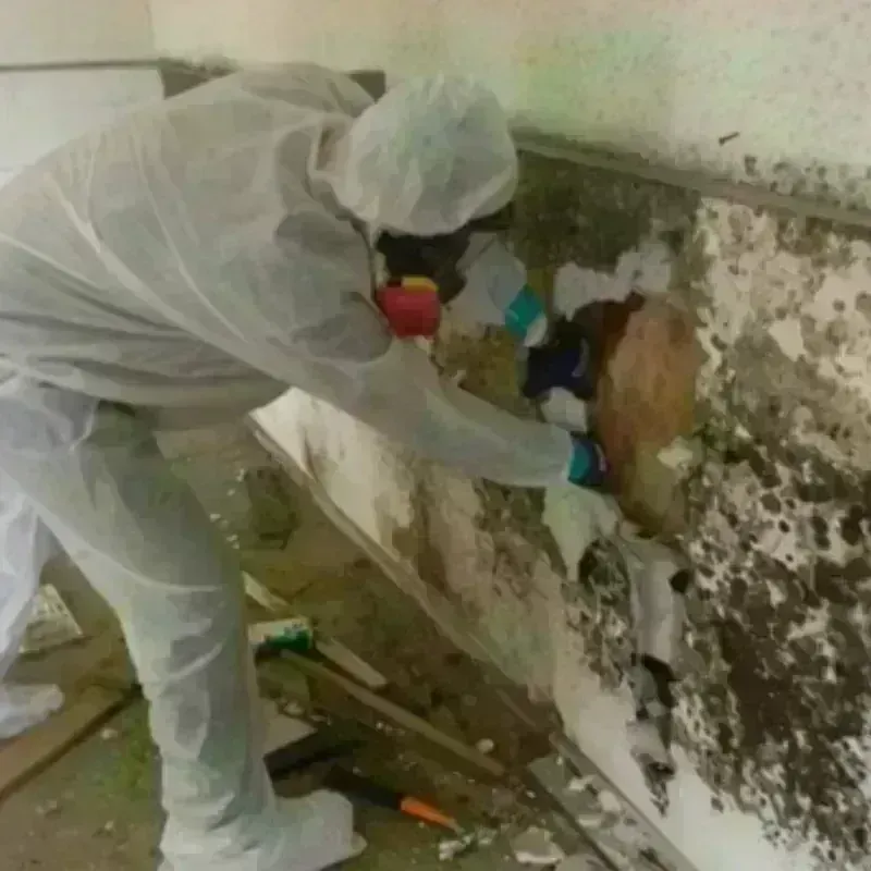 Mold Remediation and Removal in Springdale, SC